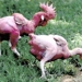 Naked-chickens-israel22may02a_tiny